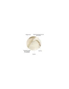 SEGLE SKIN FACTOR CREMA, 50 ML 2